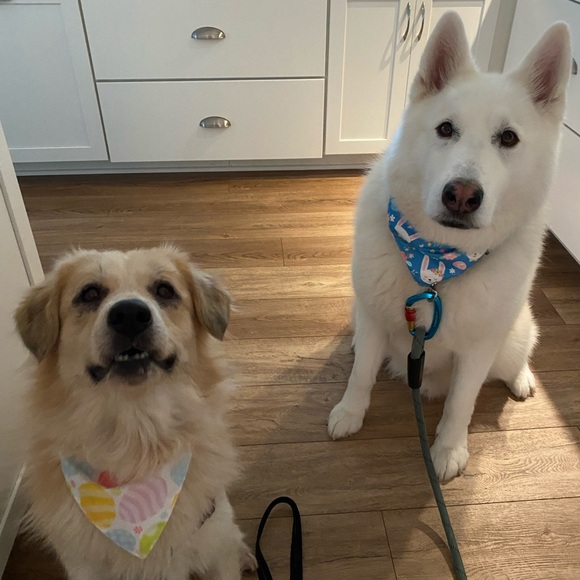 🙋🏻 Posh Ambassador - Picture 15 of 17